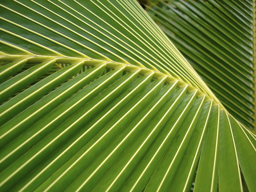 parts of a green leaf close up